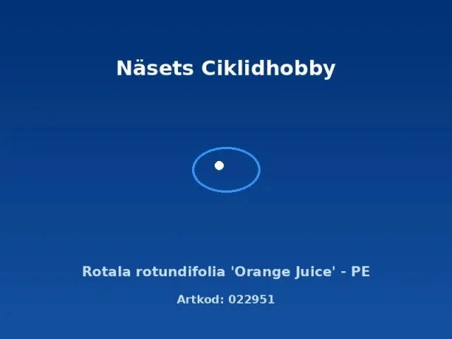 Näsets Ciklidhobby Rotala Orange Juice växt PE kruka