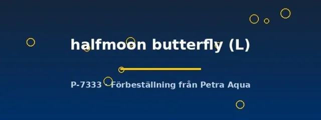 Näsets Ciklidhobby Betta halfmoon butterfly kampfisk hona L