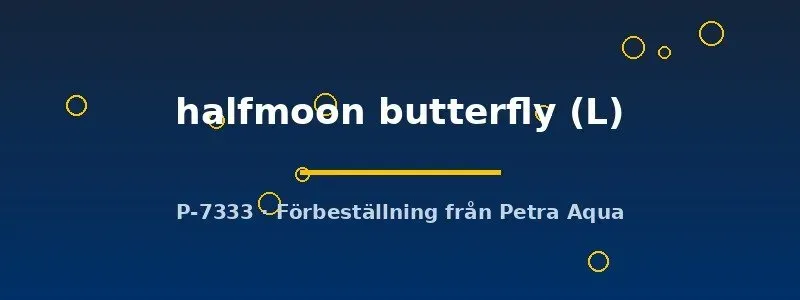 Näsets Ciklidhobby Betta halfmoon butterfly kampfisk hona L