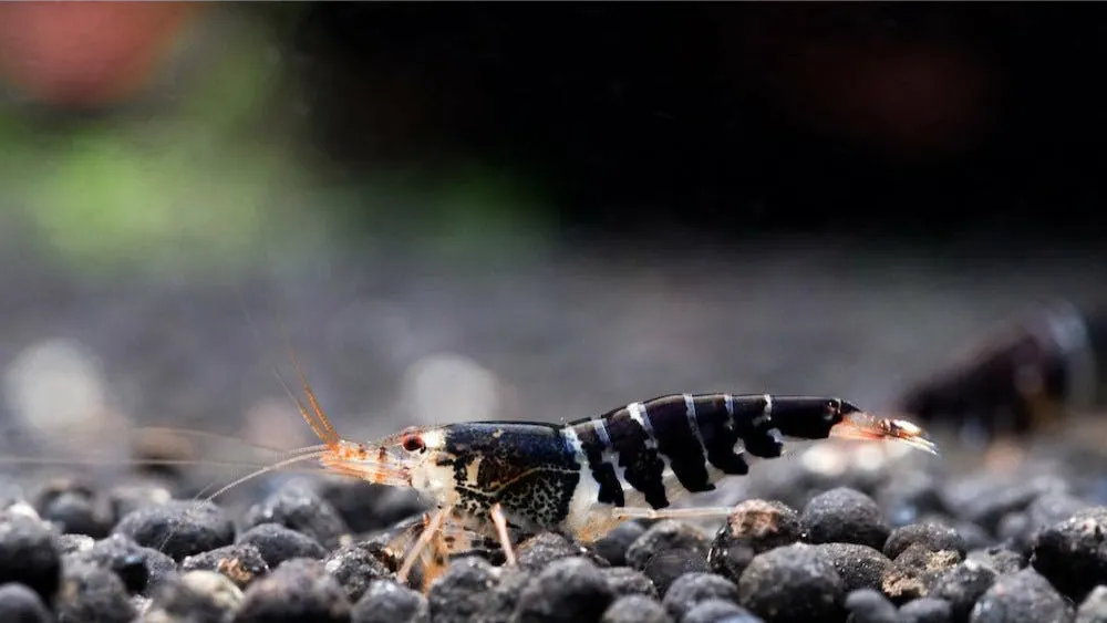 Garnelen TV Caridina logemanni Crystal Black räka