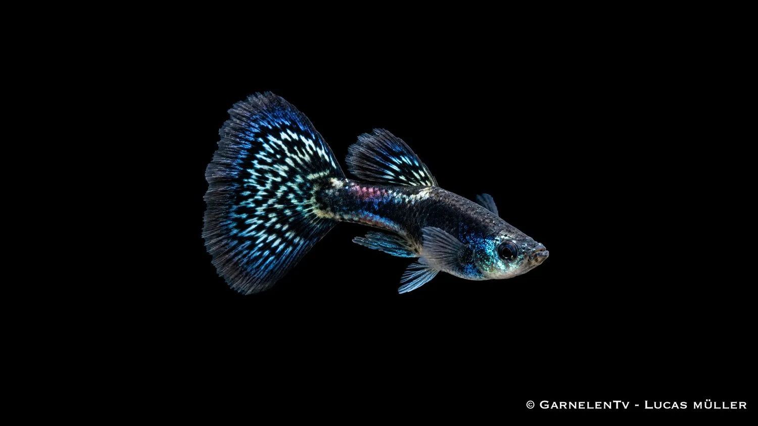 Garnelen TV Black Metal Lace guppyhane Poecilia svart