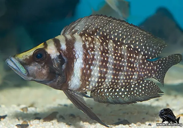 Näsets Ciklidhobby Lamprologus calvus Black ciklid 4 cm Tanganyika