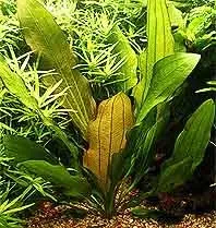 Näsets Ciklidhobby Echinodorus Serbus akvarieväxt kruka