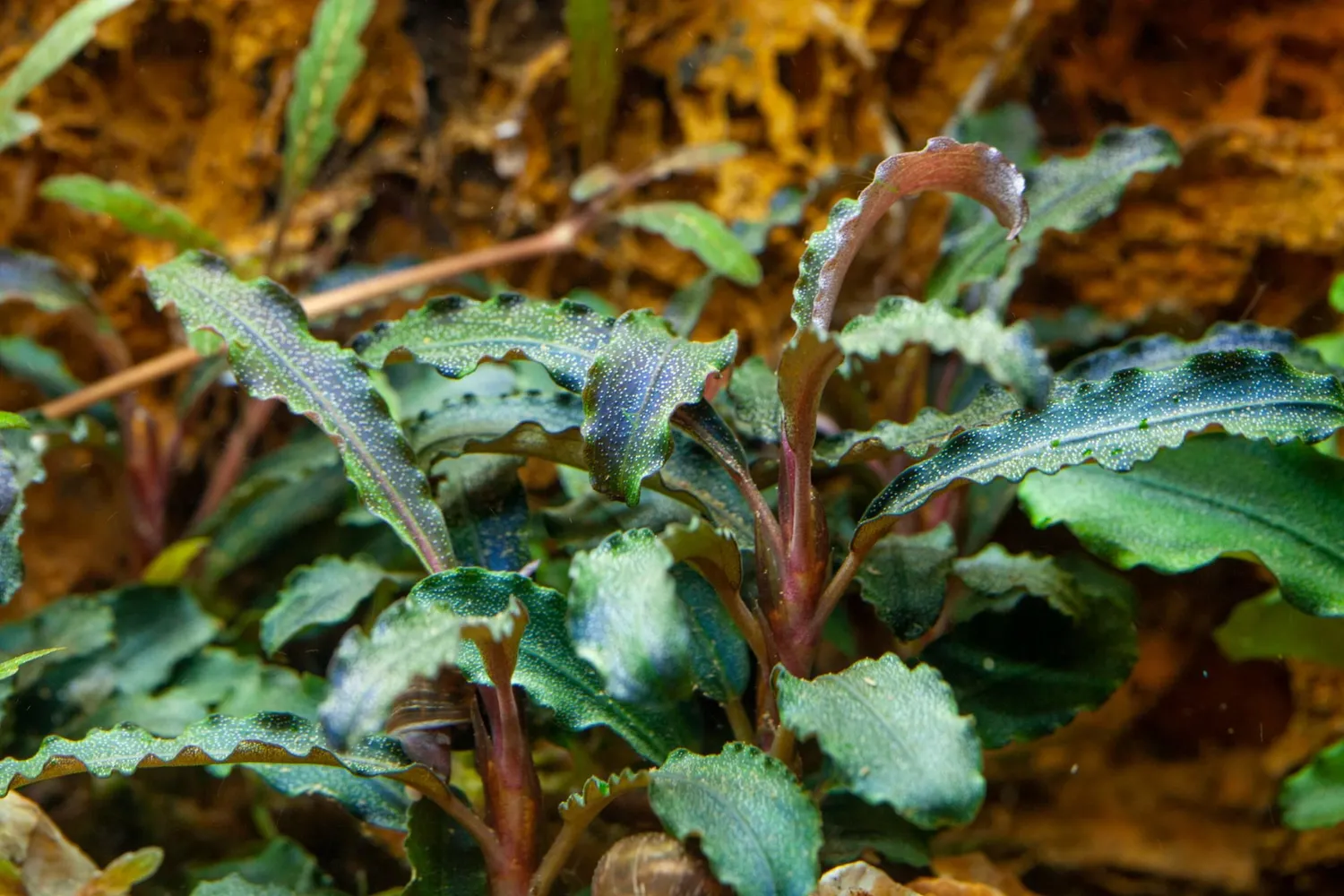 Akvarievalvet Bucephalandra Kedagang akvarieväxt kruka epifyt