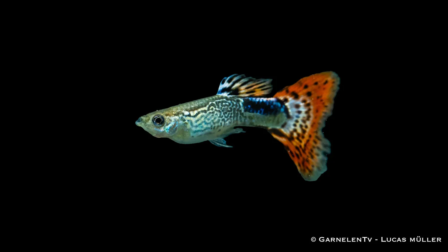Garnelen TV guppy Snakeskin Röd Poecilia akvariefisk hane