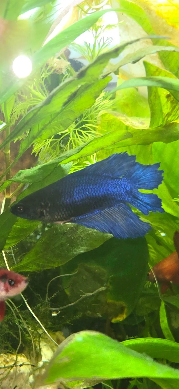 Garnelen TV Gabelschwanz kampfiskhona Betta 6-8 cm
