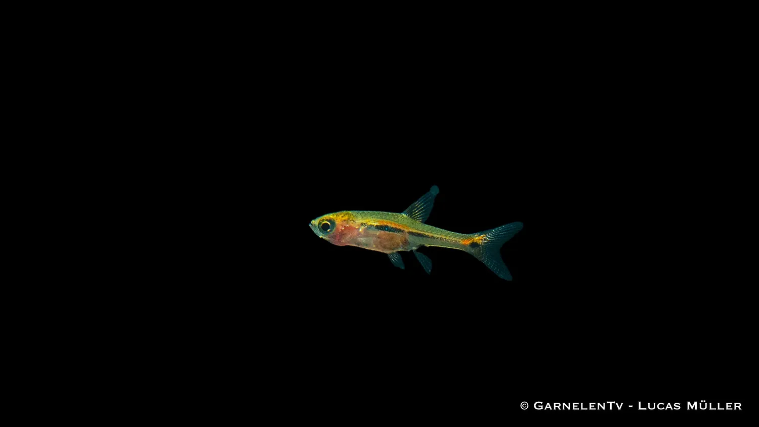 Garnelen TV Schwanzstreifenrasbora nanofisk Boraras