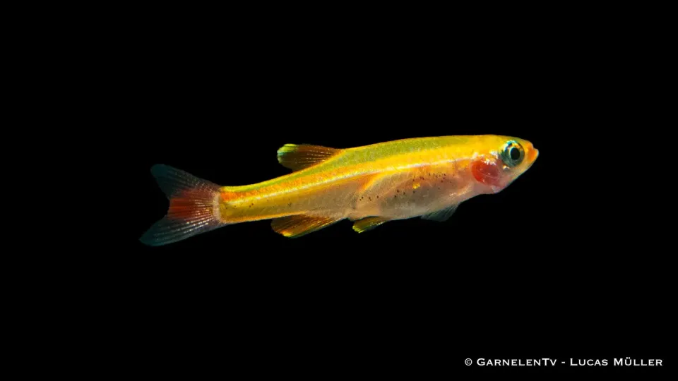 Kardinalfisk guld Tanichthys albonubes akvariefisk guld