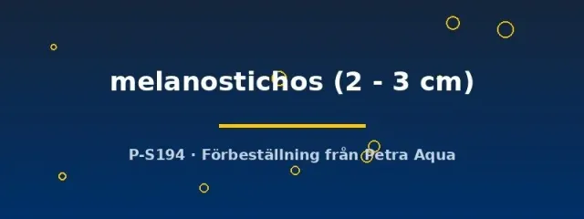 Näsets Ciklidhobby Melanostichos tetra 2-3 cm stimfisk