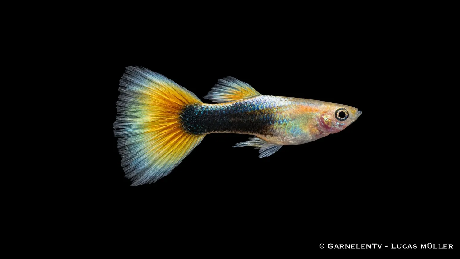 Garnelen TV Guppy Hanmix fisk 20-pack 5 färger