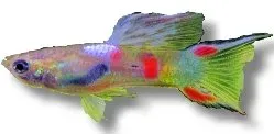 Näsets Ciklidhobby Poecilia reticulata guppy hanar mix 2,5–3 cm