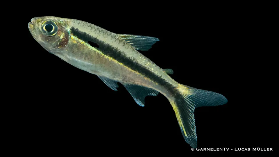 Garnelen TV Pinguinsalmler Thayeria obliqua tetra pingvin