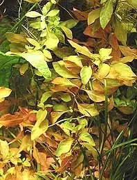 Näsets Ciklidhobby Ludwigia ovalifolia akvarieväxt i kruka