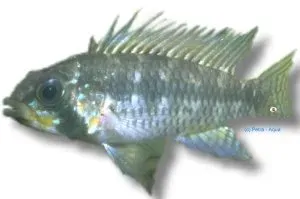 Näsets Ciklidhobby Breitbinden dvärgciklid 3–4 cm