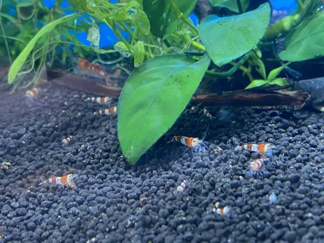 Näsets Ciklidhobby Caridina crystal red räka odlad