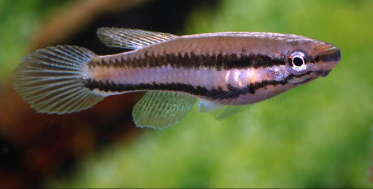 Näsets Ciklidhobby Bivittatum Funge killi 4–5 cm par