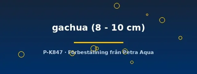 Channa gachua ormhuvudfisk 8–10 cm