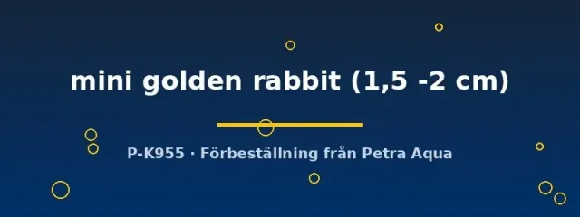 Näsets Ciklidhobby Mini Golden Rabbit snäcka 1,5–2 cm sulawesi