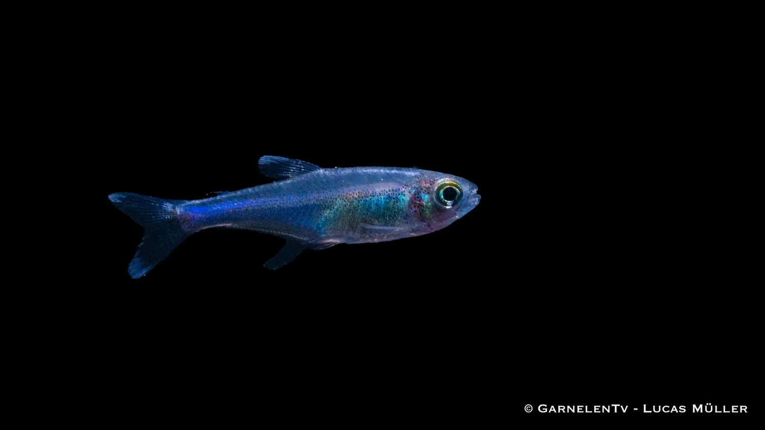 Garnelen TV Knodus borki akvariefisk blå perusalmler 4-5cm