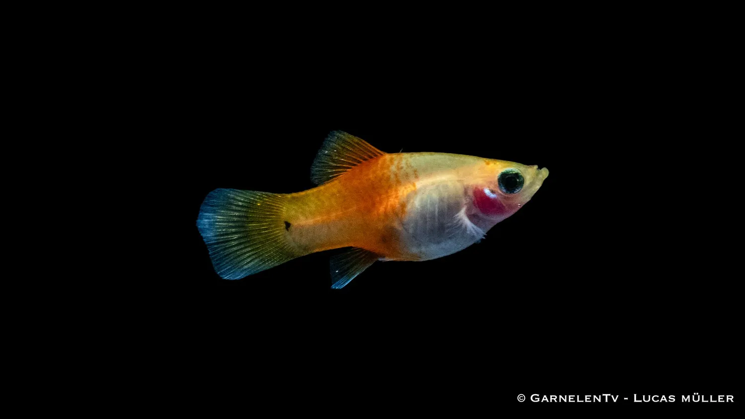 Garnelen TV Platy Ananas Xiphophorus maculatus sällskapsfisk gul