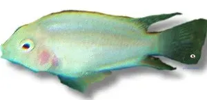 Näsets Ciklidhobby Zebra Cichlid xant ciklid XL