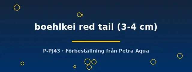 Näsets Ciklidhobby Thayeria boehlkei red tail tetrafisk 3–4 cm