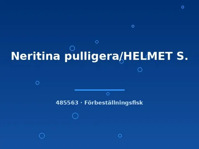Näsets Ciklidhobby Neritina pulligera Helmet snäcka LG