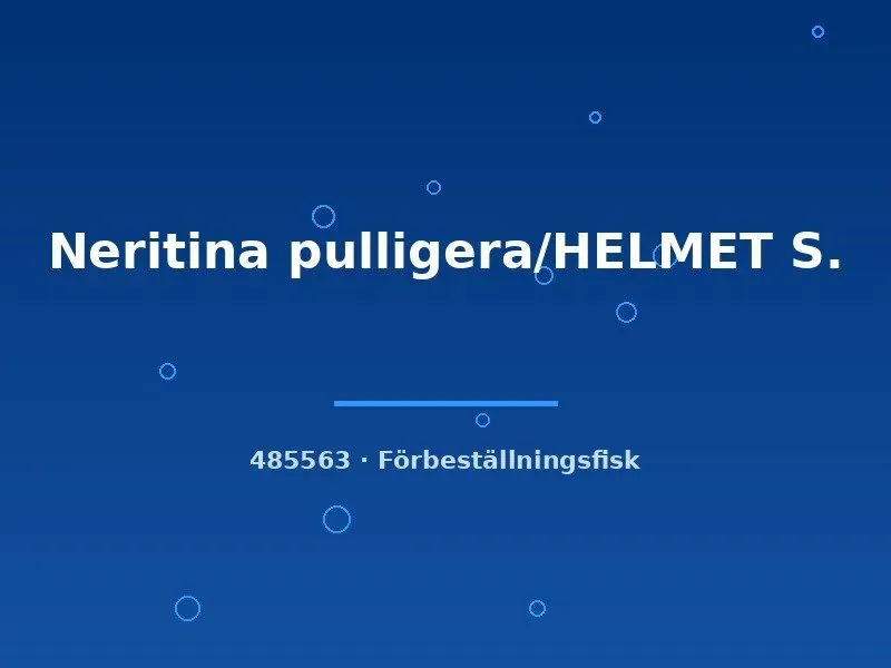 Näsets Ciklidhobby Neritina pulligera Helmet snäcka LG