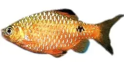 Näsets Ciklidhobby Rosy Barb akvariefisk 4–5 cm stimfisk