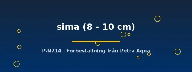 Näsets Ciklidhobby Xenotilapia sima ciklid 8–10 cm