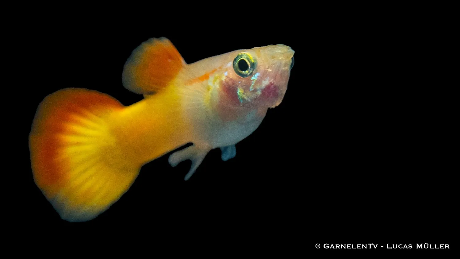 Garnelen TV Flame guppy hane 3–4 cm nybörjarfisk