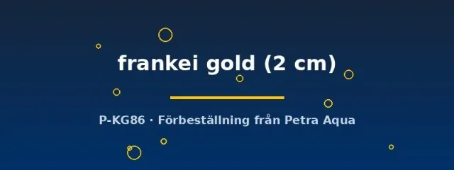 Näsets Ciklidhobby Brachydanio frankei gold danio 2 cm guld