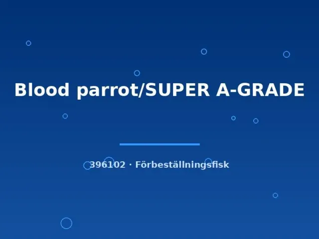 Näsets Ciklidhobby blood parrot ciklid 7–9 cm super a-grade