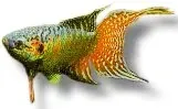 Näsets Ciklidhobby Blue Paradise paradisfisk >5,5 cm blå