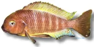 Näsets Ciklidhobby Tropheus moorii ujiji ciklid 5–7 cm
