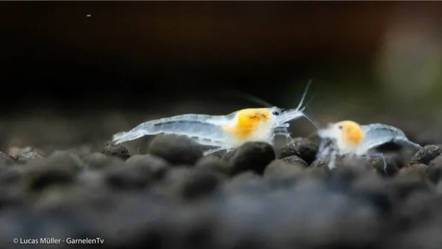 Neocaridina White Pearl räka palmata 2-2,5 cm