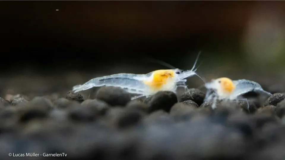 Neocaridina White Pearl räka palmata 2-2,5 cm