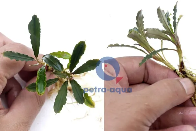 Bucelaphandra Green Wavy Easy8 akvarieväxt epifyt