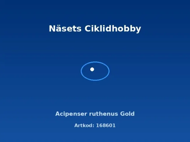 Näsets Acipenser Ruthenus Gold stör dammfisk gul
