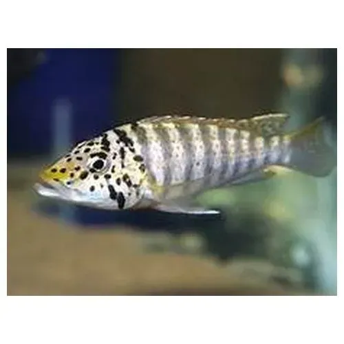 Näsets Ciklidhobby Ctenochromis Horei ciklid 6–8cm
