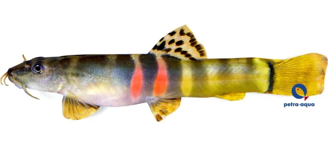 Näsets Schistura balteata 6–7 cm akvariefisk bottenfisk