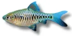 Näsets Ciklidhobby Chequer Barb barbfisk 2,5–3 cm stim