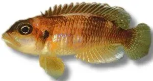Lamprologus ocellatus ciklid 3,5–4 cm snäcklekare