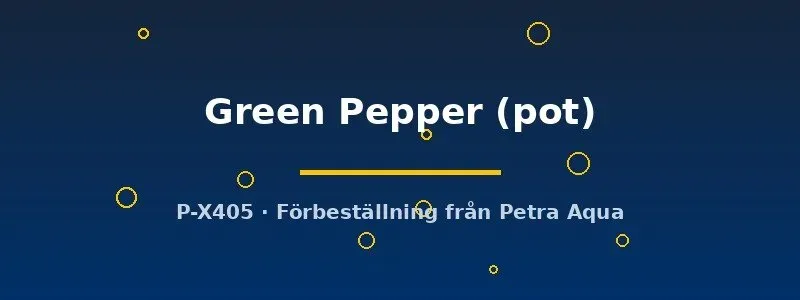 Näsets Echinodorus Green Pepper akvarieväxt kruka stor