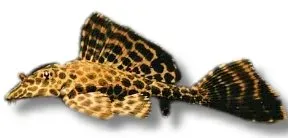 Näsets Hypostomus plecostomus mal 4 cm algätare