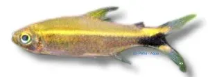 Näsets Ciklidhobby Neon Costello tetra 2,5–3 cm