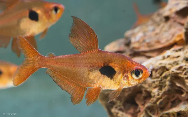 Näsets Ciklidhobby Röd fantomtetra tetra 3–3,5 cm stim