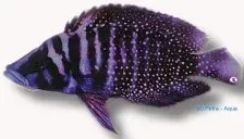 Näsets Ciklidhobby Pearly Compressiceps Zaire akvariefisk 4–5 cm svartfenad