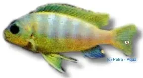 Näsets Ciklidhobby Pseudotropheus aurora ciklid 4–5 cm