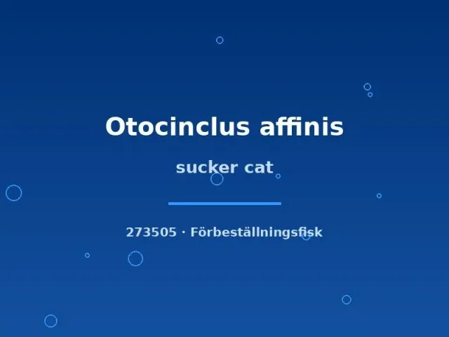Näsets Ciklidhobby Otocinclus affinis sugmal xlg algätare